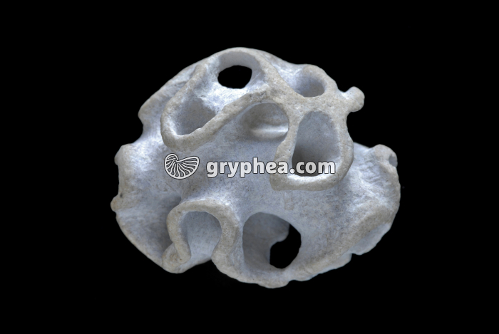 Eponge fossile (Plocoscyphia labrosa, Turonien, Crétacé) - gryphea.com